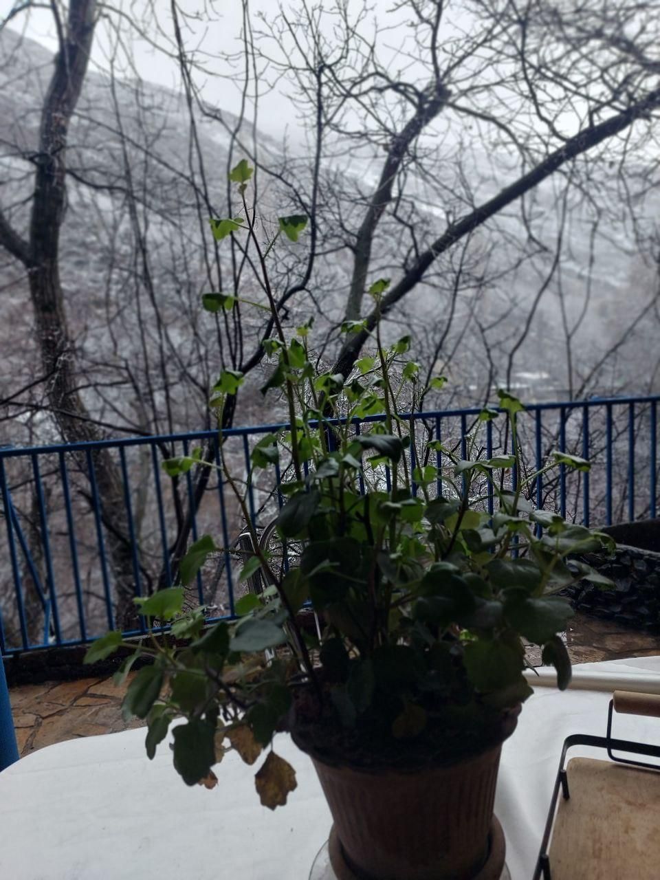 باغ ویلا دوخوابه دنج در زشک زیبا|اجارهٔ کوتاه‌مدت ویلا و باغ|مشهد, وکیل‌آباد|دیوار