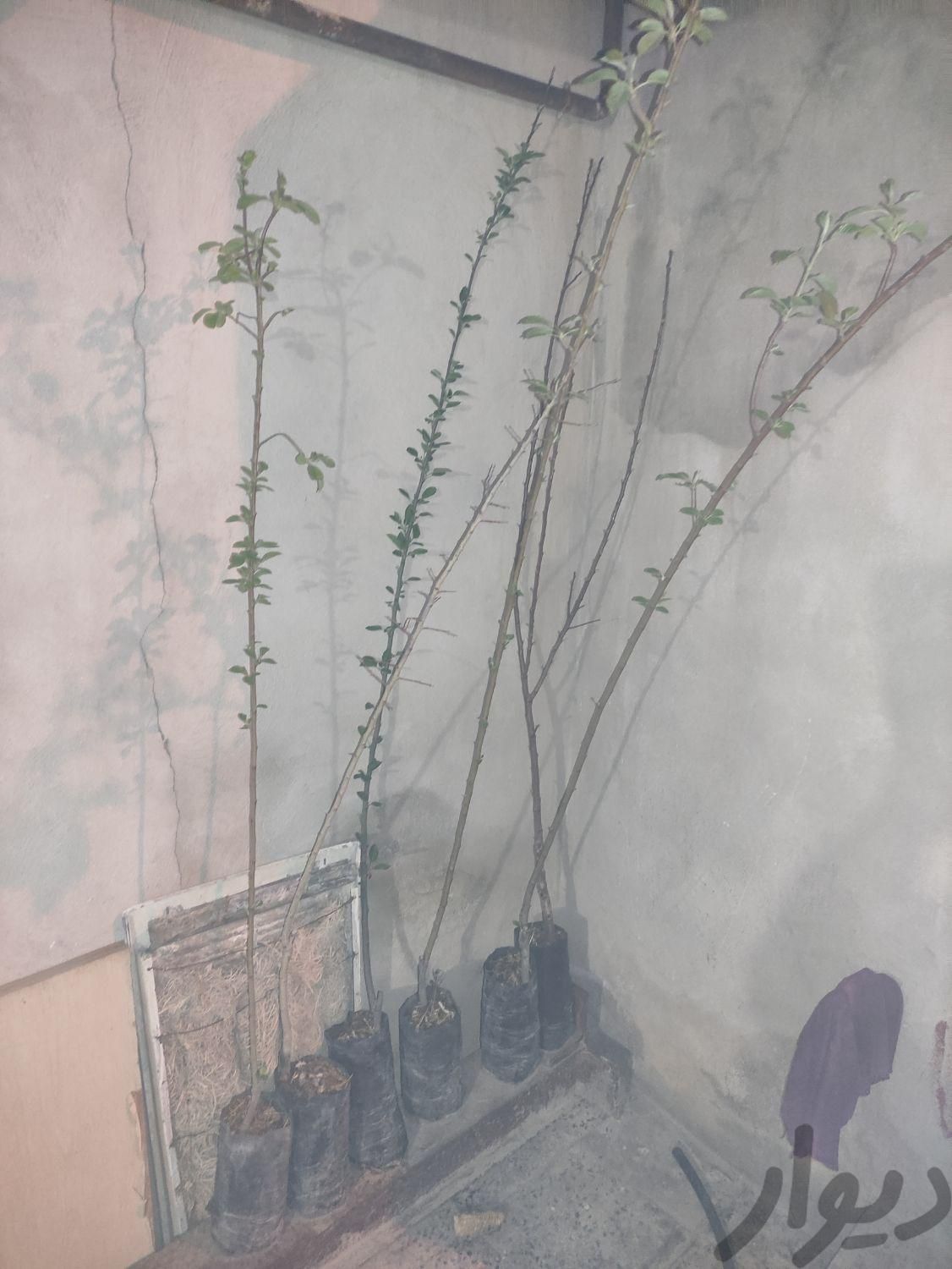 نهال|گل و گیاه طبیعی|همدان, |دیوار