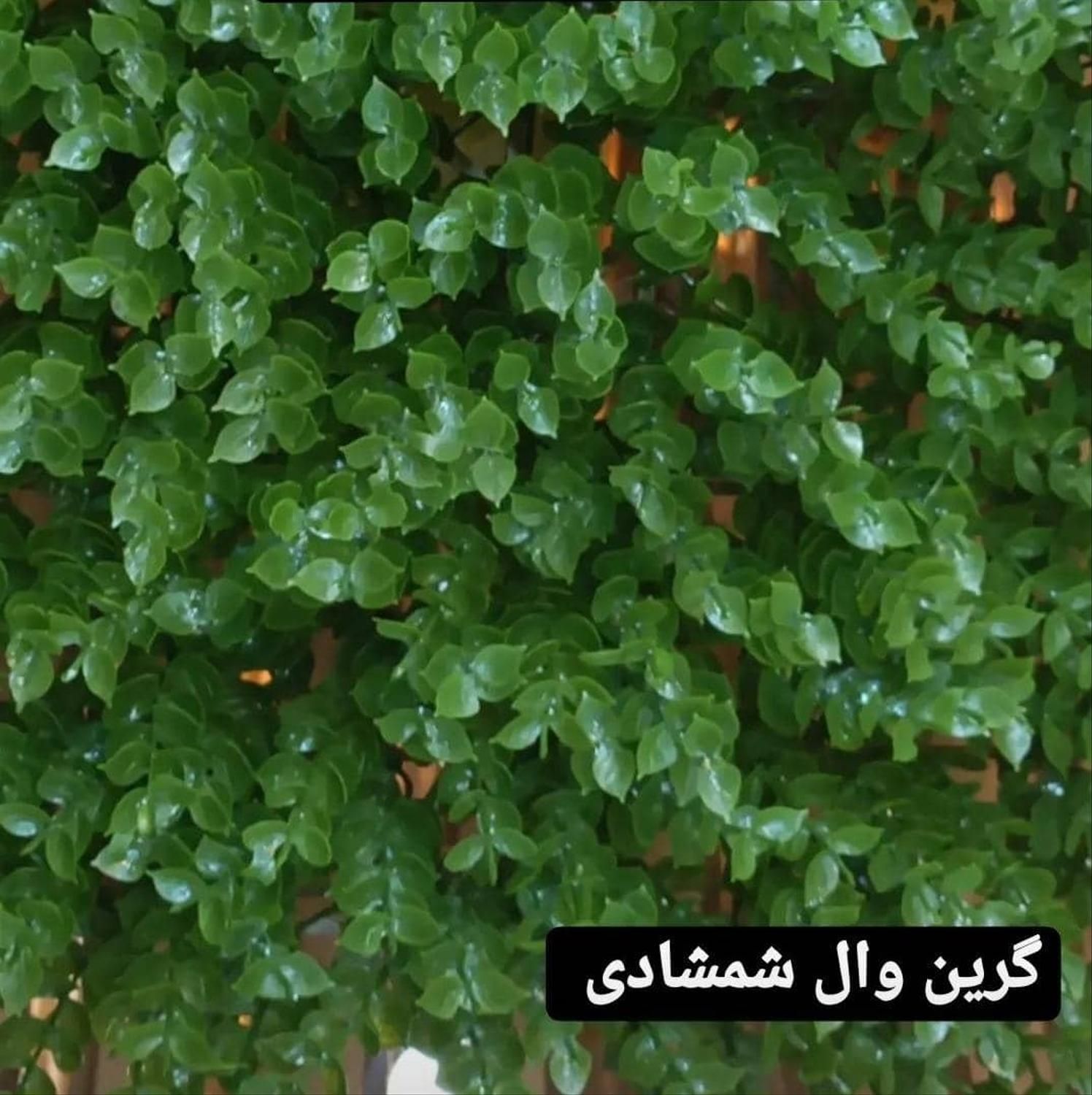 گرین وال گرینوال مصنوعی ۵۰ در ۵۰ دپو|گل مصنوعی|شیراز, اصلاح‌نژاد|دیوار