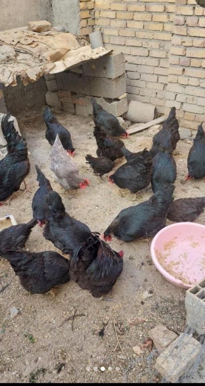 خروس ومرغ برای خرایت وچشم نظر ذبح رایگان|حیوانات مزرعه|ساوه, |دیوار
