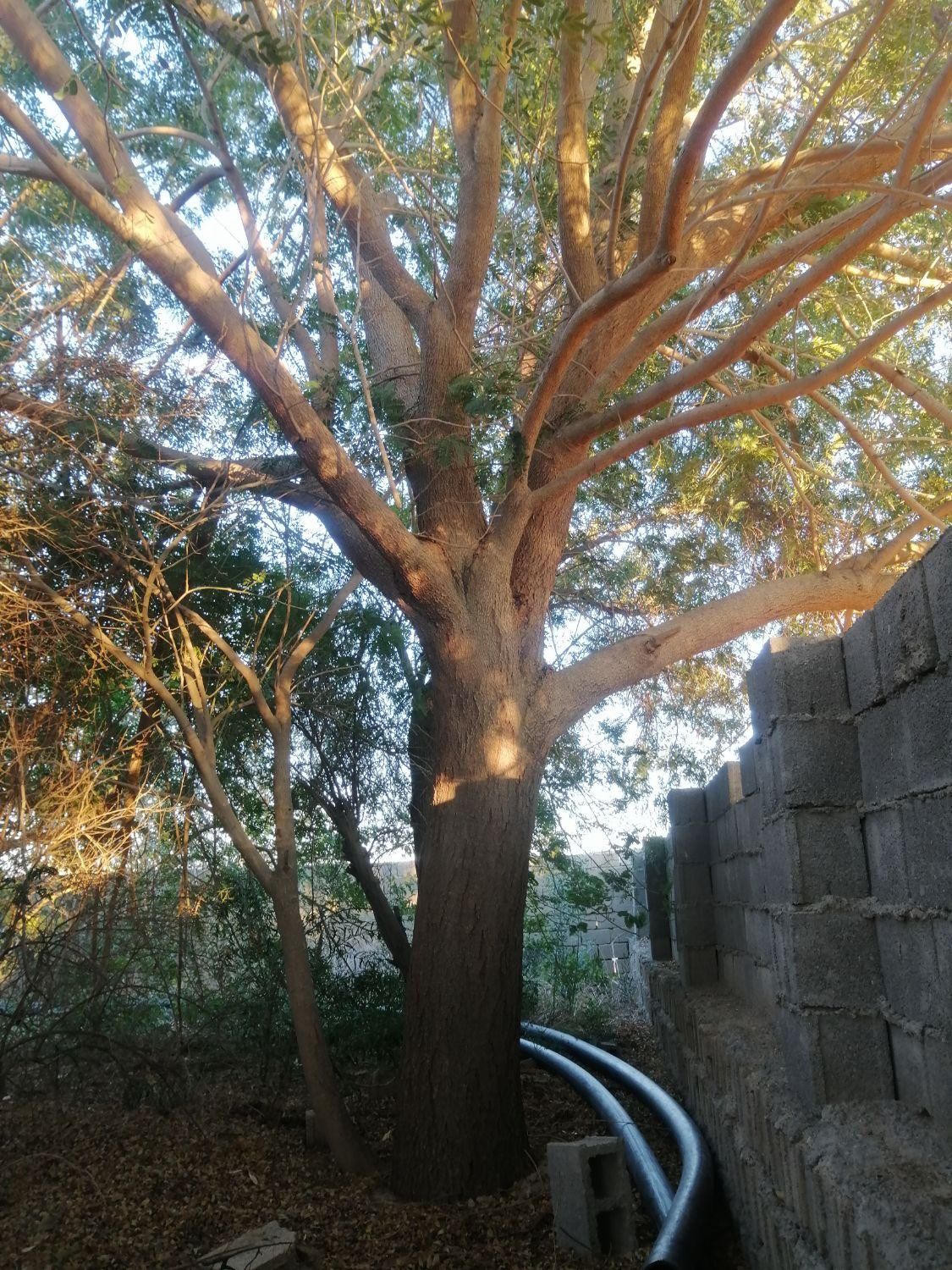 درخت بیدکویتی و اکالیپتوس و قطع نخل|خدمات باغبانی و درختکاری|برازجان, |دیوار