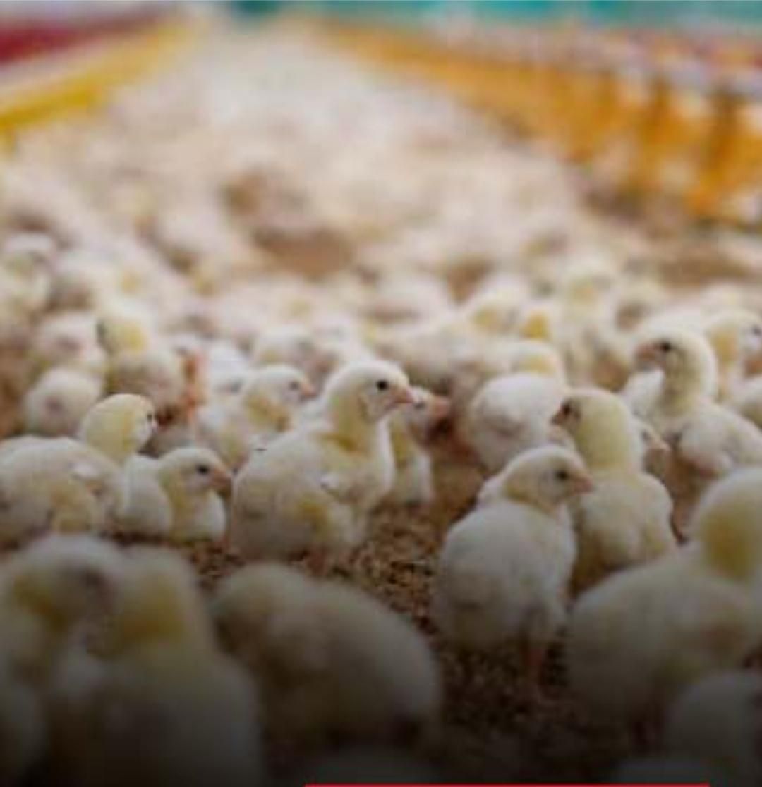 شرکت جوجه گوشتی|حیوانات مزرعه|رفسنجان, |دیوار