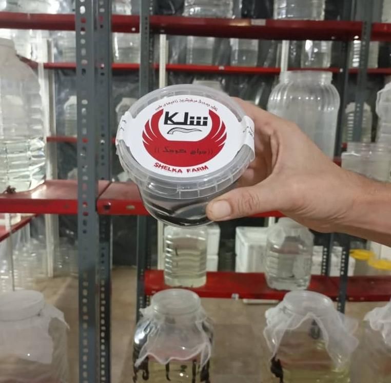 فروش زالو آماده آرایشی و طبی شلکا‌«جراح کوچک »|عمده‌فروشی|تهران, جوادیه تهرانپارس|دیوار