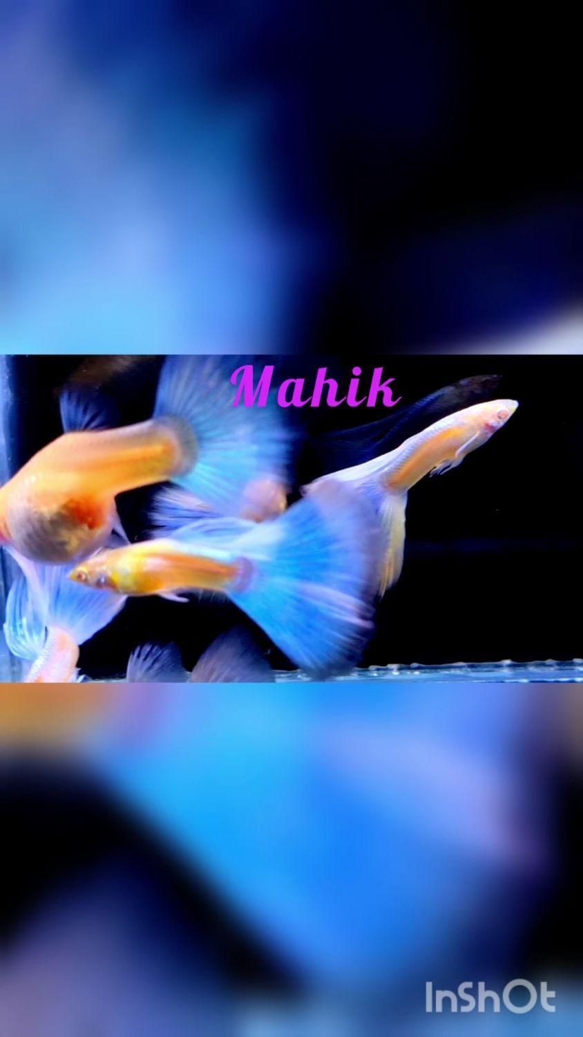 ماهی گوپی نایاب|ماهی|ری, ظهیرآباد|دیوار