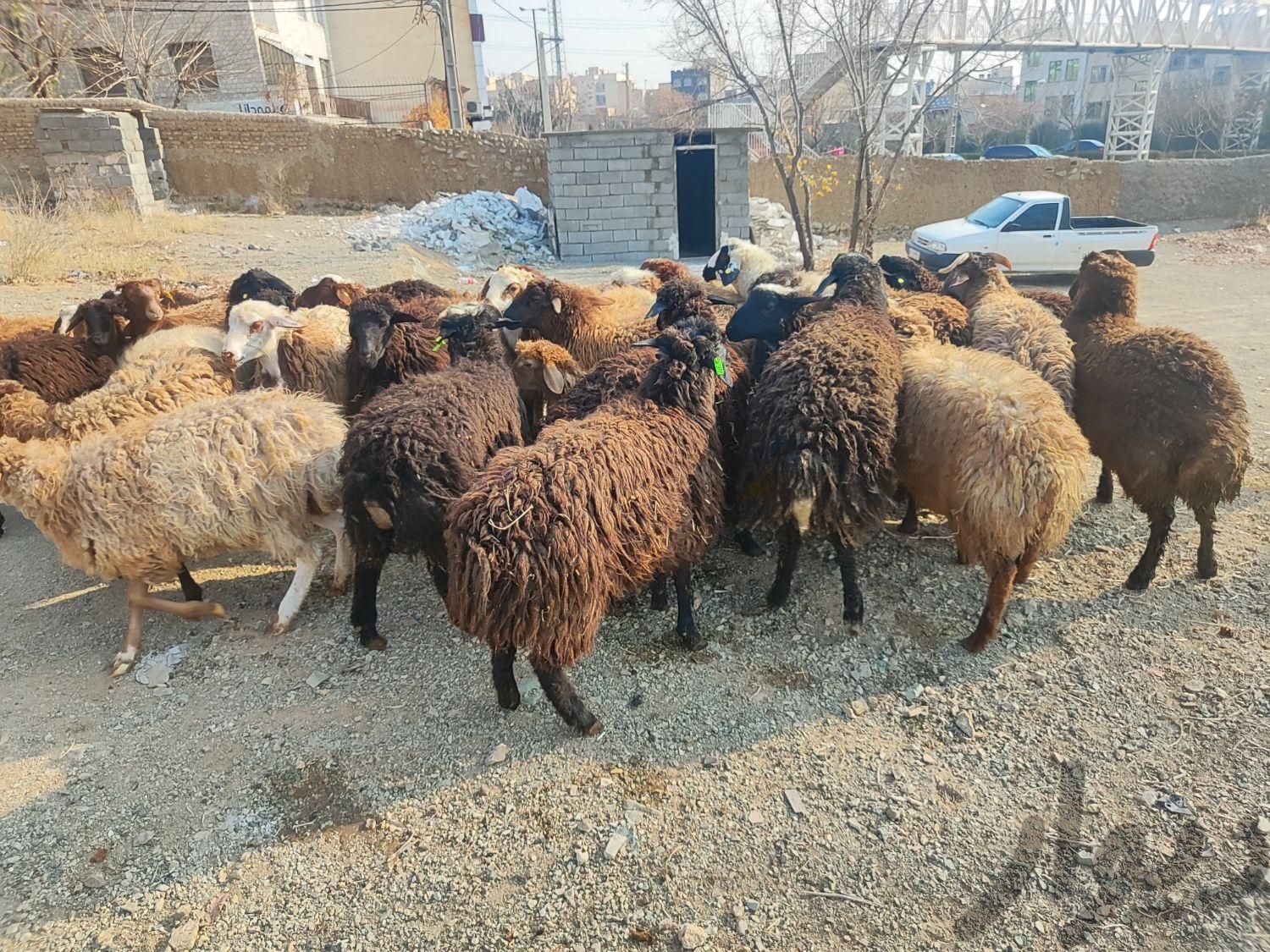 گوسفند زنده کردستانی افشاری مغانی جهت کشتارتهران|حیوانات مزرعه|تهران, دهکده المپیک|دیوار