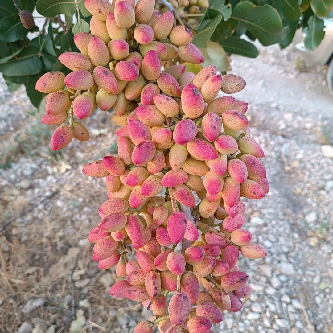 برنامه ی کودی باغ و ویلا ، نهال و نهالستان پسته|خدمات باغبانی و درختکاری|تهران, پاسداران|دیوار
