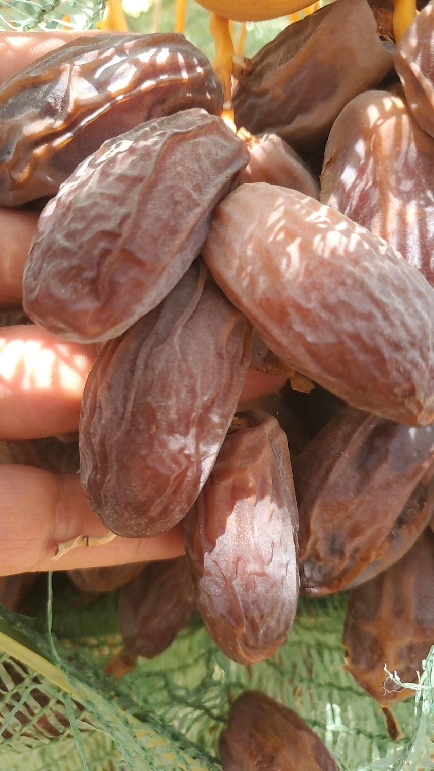 فروش  نهال  مجول صادراتی و  دانه درشت|خدمات باغبانی و درختکاری|بندر کنگان, |دیوار