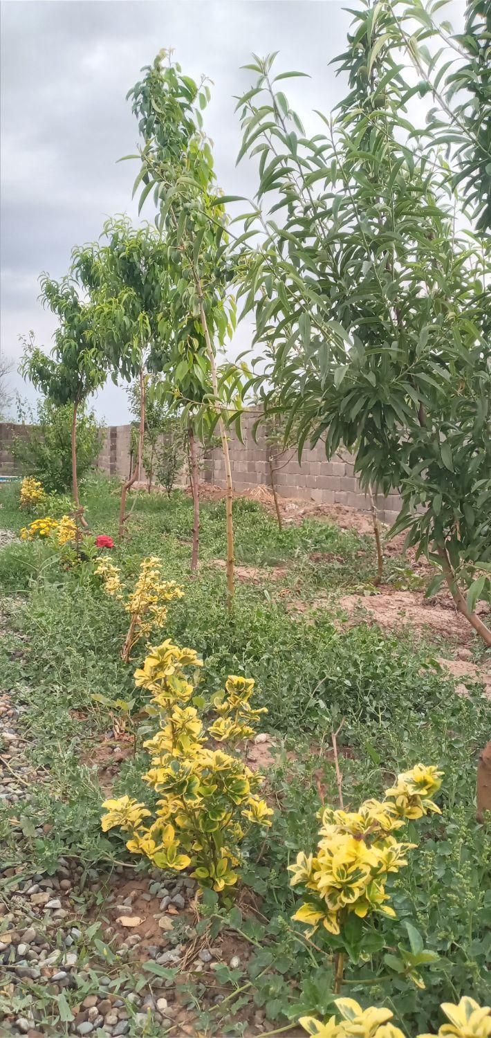 فروش زمین ۴۳۶ متری در سهیلیه زعفرانیه زکی اباد.|فروش زمین و ملک کلنگی|کرج, گلشهر|دیوار