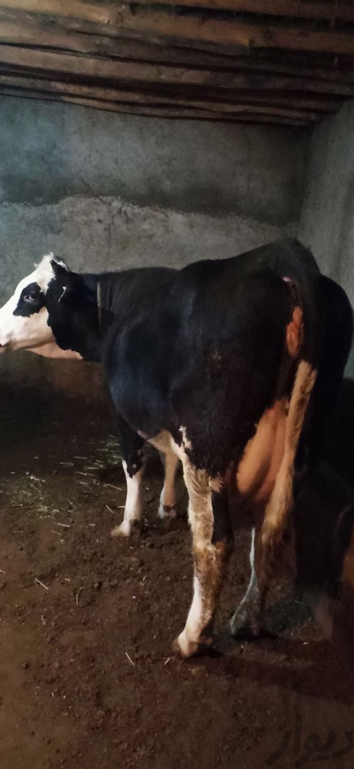 گاو یک ساله سیمینتال|حیوانات مزرعه|اهر, |دیوار
