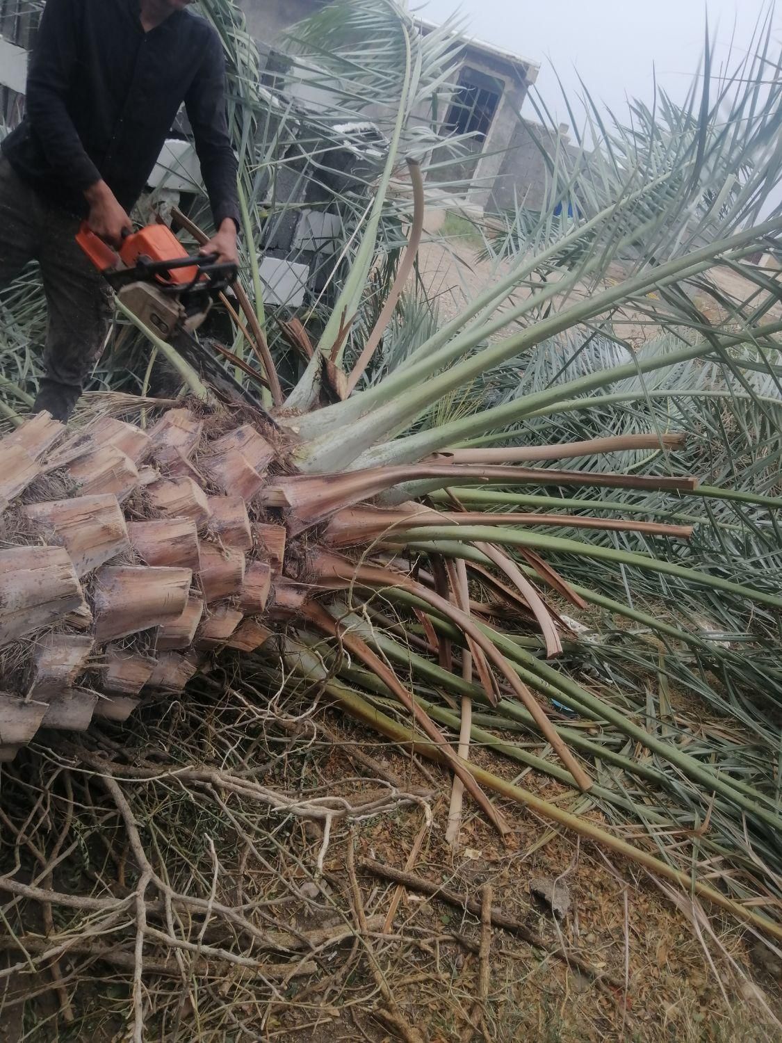 درخت بیدکویتی و اکالیپتوس و قطع نخل|خدمات باغبانی و درختکاری|برازجان, |دیوار