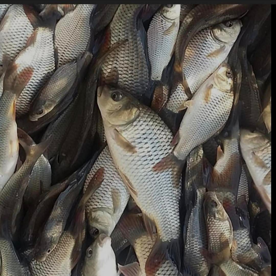 ماهی کپور نژاد مجار تاتا|ماهی|گلپایگان, |دیوار