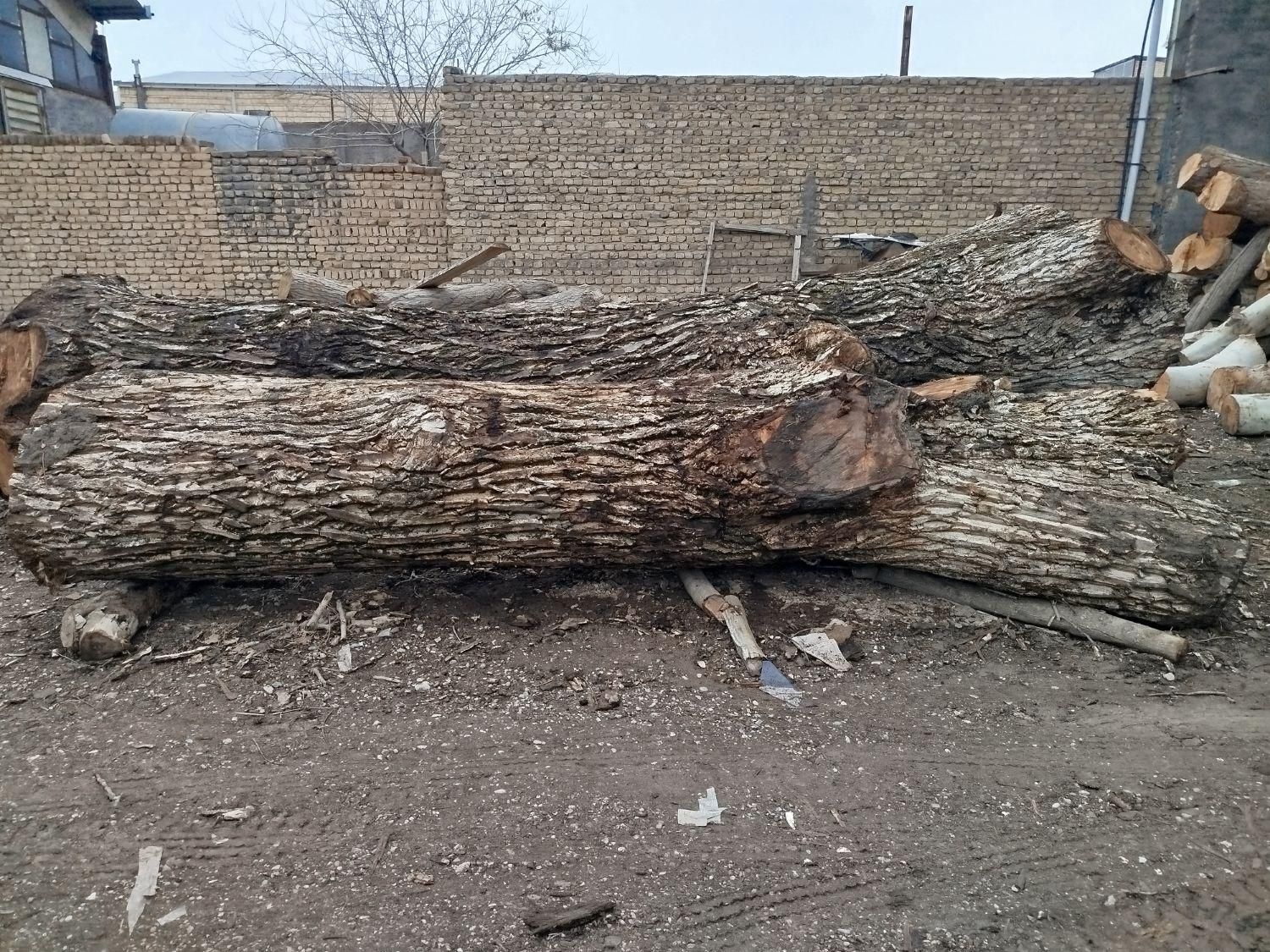 فروش خرید چوب درخت چوب سقفی تخته|عمدهفروشی|مشهد, نوید|دیوار