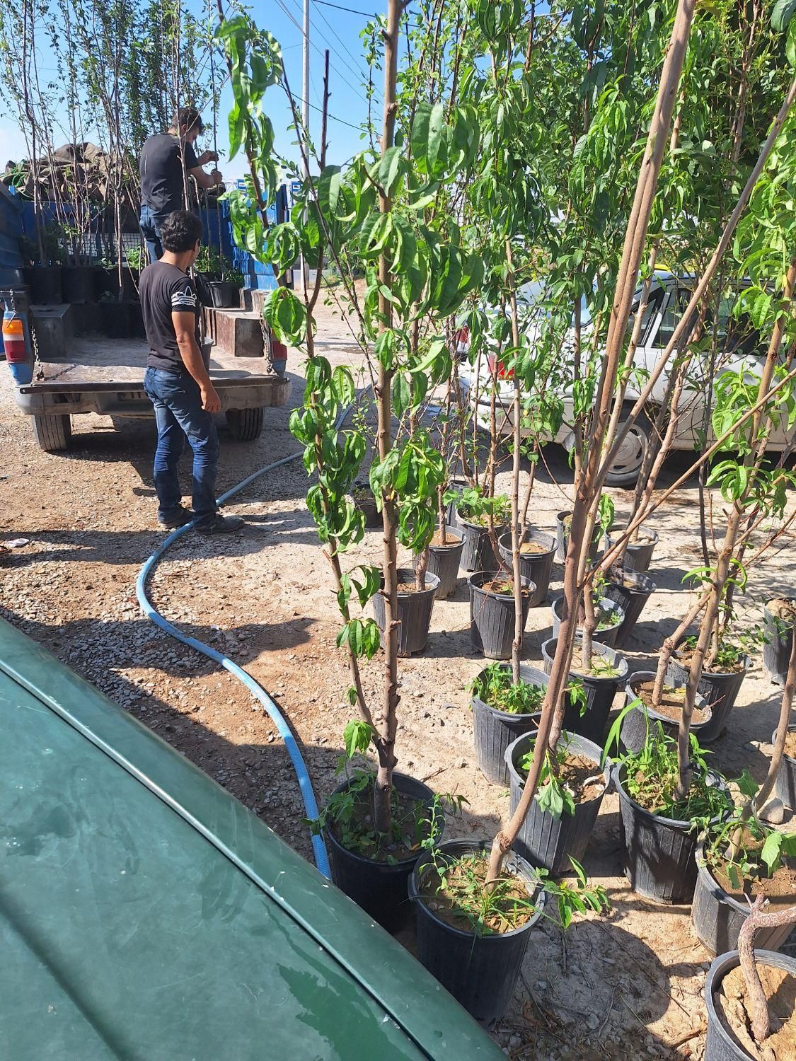 نهال و درخت هلو شلیل|خدمات باغبانی و درختکاری|فلاورجان, |دیوار