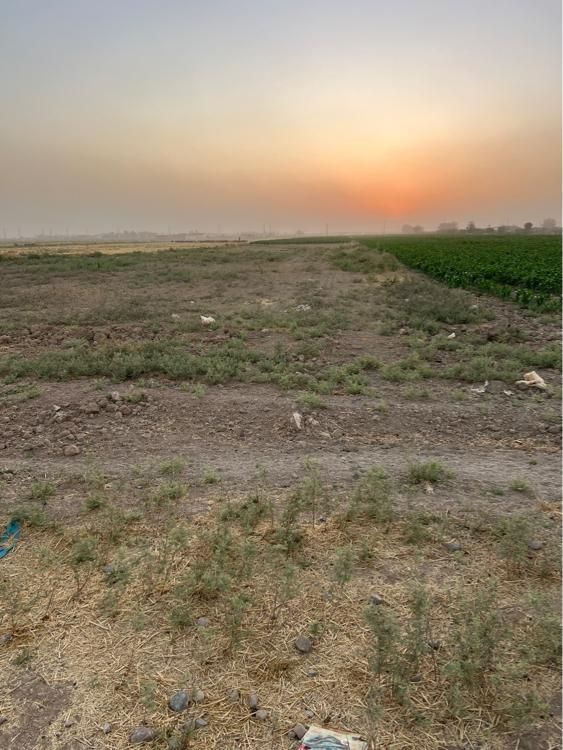زمین برای گلخانه و گاوداری وباغ درنجم آباد|فروش زمین و ملک کلنگی|نظرآباد, |دیوار