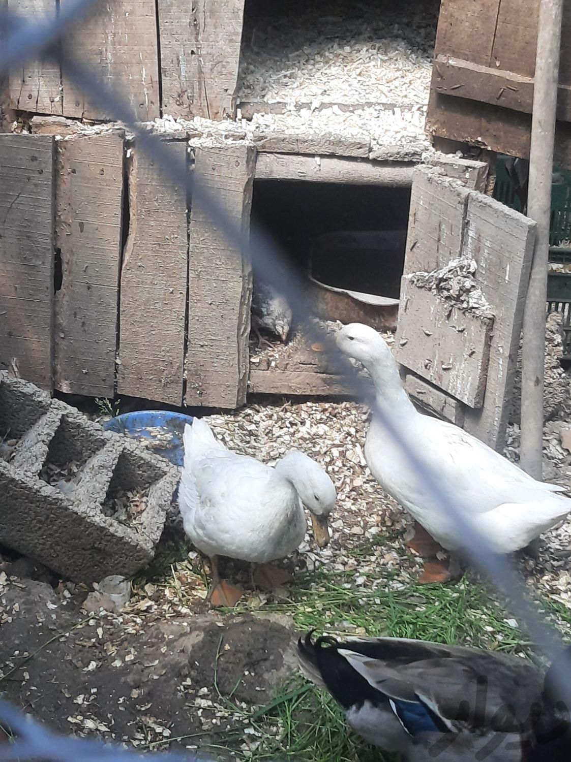 تخم اردک محلی ارگانیک|حیوانات مزرعه|رامسر, |دیوار