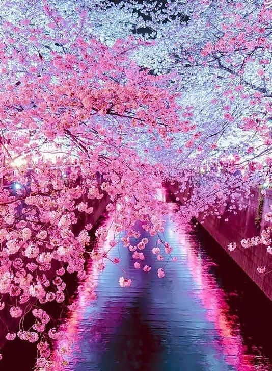 پرده‌ای زبرا تصویری آشپزخانه واداری وپذیرایی|پرده، رانر، رومیزی|مشهد, شهید فرامرز عباسی|دیوار
