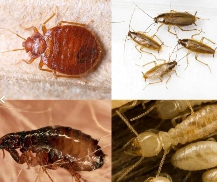سمپاشی سم‌پاشی سوسک.موش.مورچه.ساس.کٌل‌ مناطق قـم|خدمات نظافت|قم, زنبیل آباد|دیوار