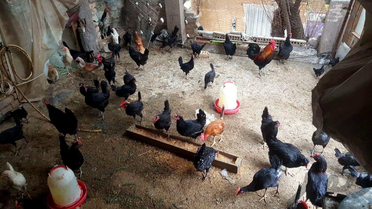 مرغ و خروس عربی اصیل|حیوانات مزرعه|اهواز, لشکرآباد|دیوار