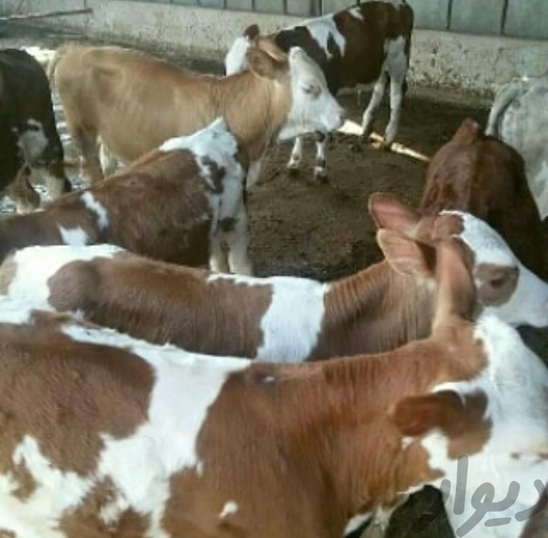 فروش گوساله پرواری و داشتی نر و ماده سمینتال وغیره|حیوانات مزرعه|بندر ترکمن, |دیوار