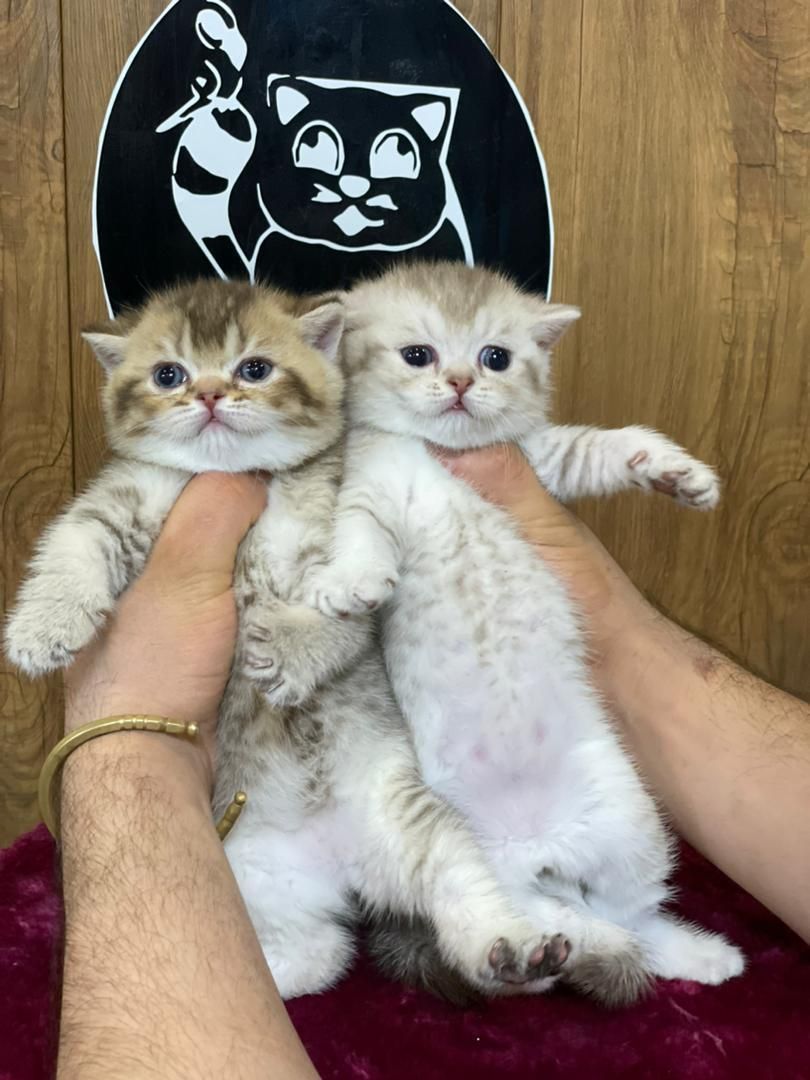 بچه گربه های اصیل نژاد دار گوگولی|گربه|کرج, دولت‌آباد|دیوار