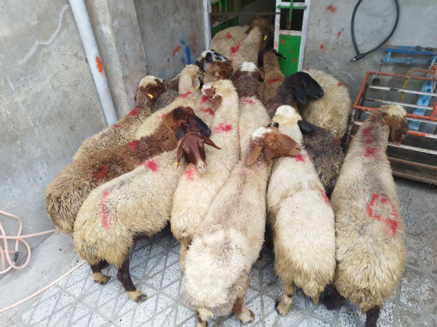 میش شیشک برهنر- ماده کشتاری|حیوانات مزرعه|بروجرد, |دیوار