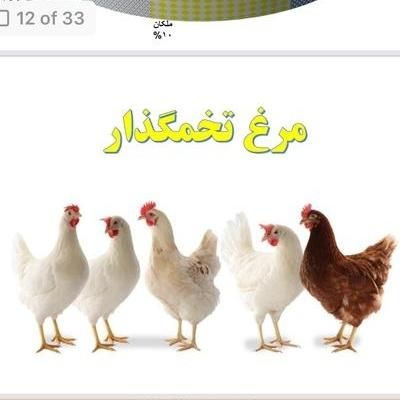 سالندار مرغداری تخمگذار|استخدام صنعتی، فنی، مهندسی|گلبهار, |دیوار