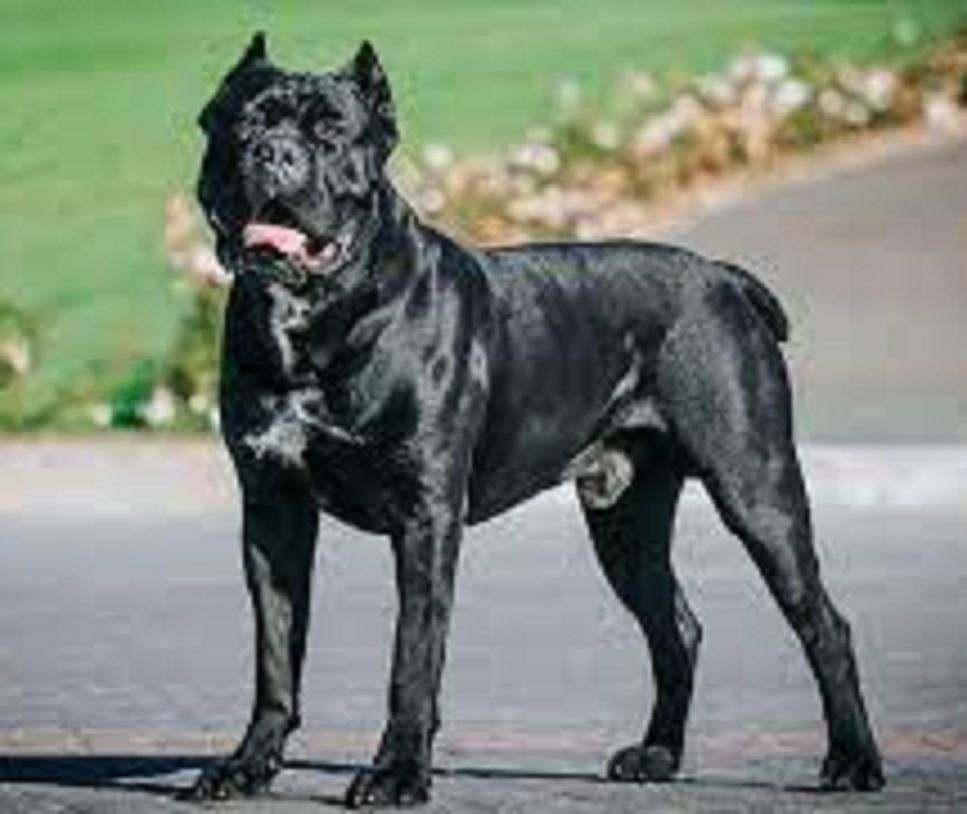 توله CANE CORSO معروف به ماستیف ایتالیایی|سگ|تهران, آرارات|دیوار