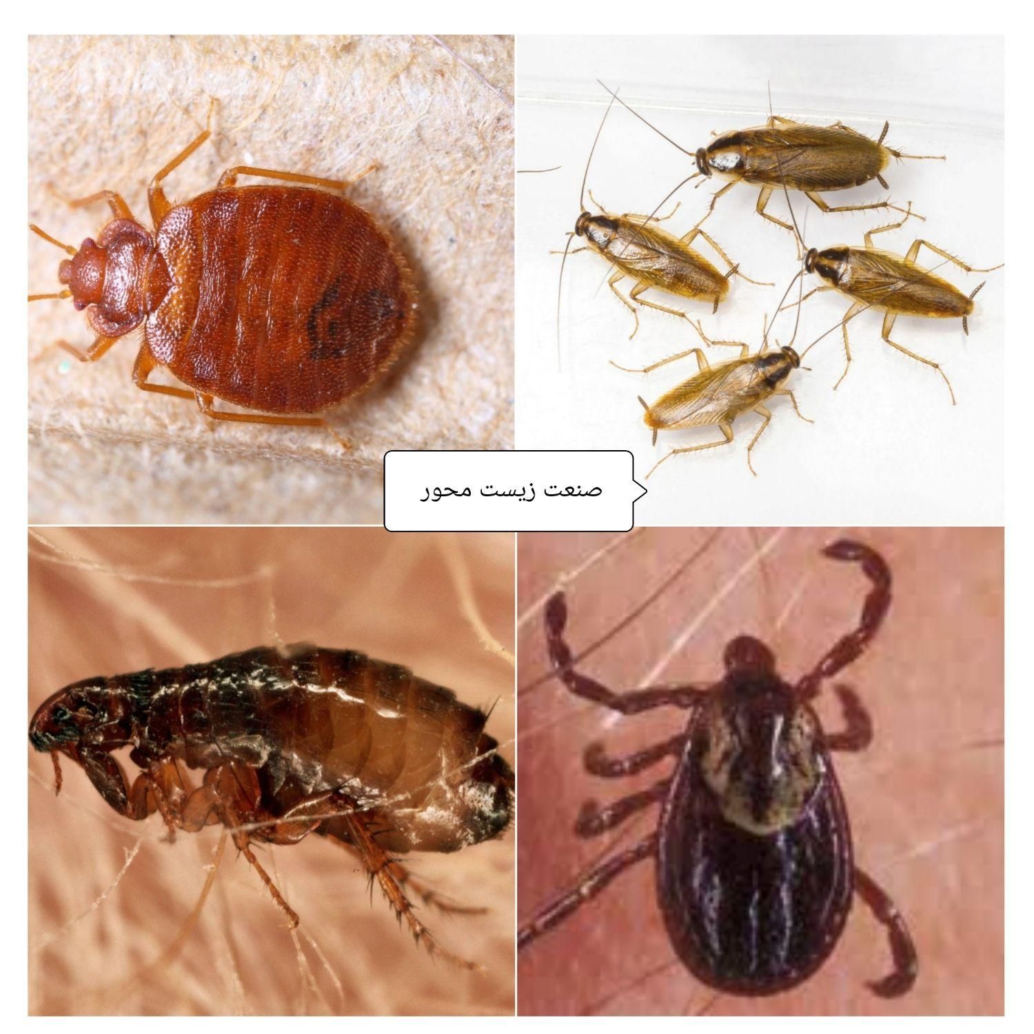 شرکت سمپاشی سوسک آلمانی ساس موریانه زدایی،سم پاشی|خدمات نظافت|بندر ماهشهر, |دیوار