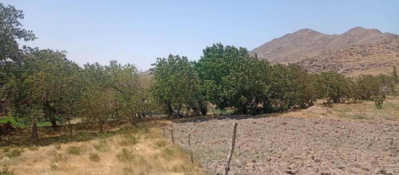 ۳۲۰۰۰ متر باغ در روستای الوند|فروش دفتر صنعتی، کشاورزی، تجاری|خرمدره, |دیوار