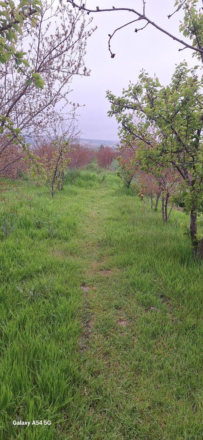 زمین باغی روستای نصرآبادبه متراژ ۱۳۵۶مترمربع|فروش دفتر صنعتی، کشاورزی، تجاری|گرگان, |دیوار