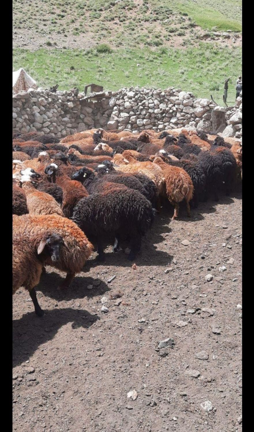 گوسفند زنده تحت نظارت شهرداری،کشتارگاه|حیوانات مزرعه|کرج, شهرک بنفشه|دیوار