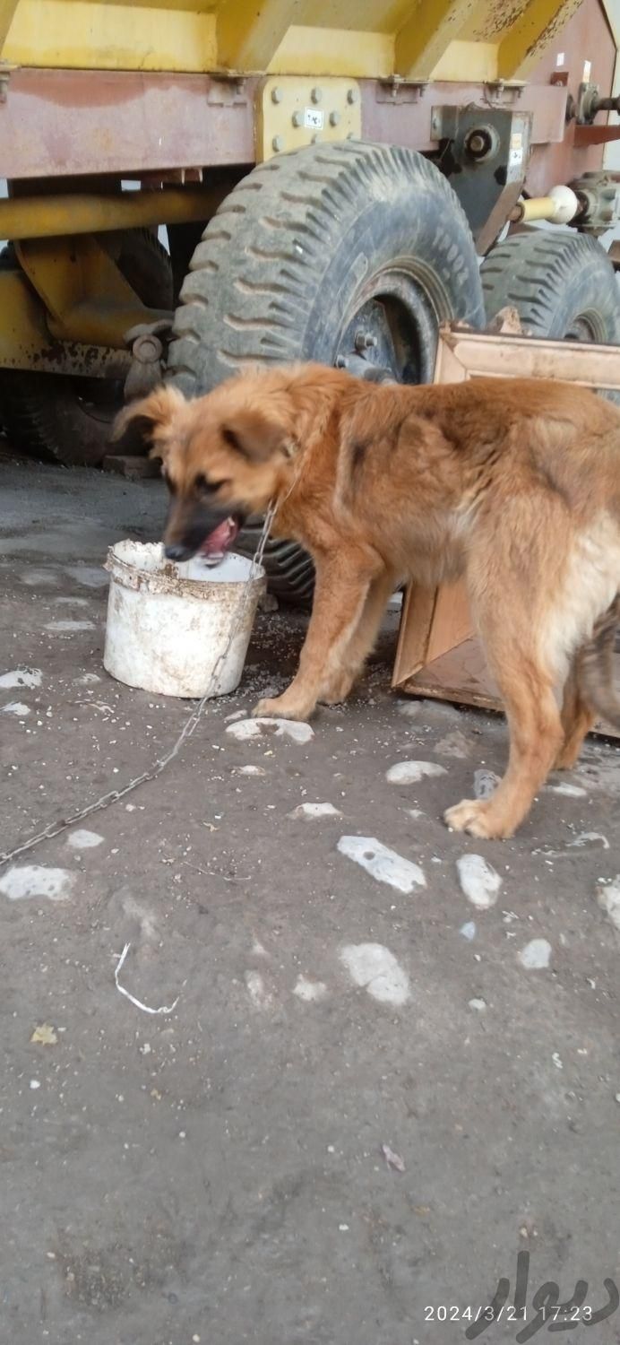 واگذاری توله سه ماهه  میکس ژرمن پیتپول|سگ|علی‌آباد کتول, |دیوار
