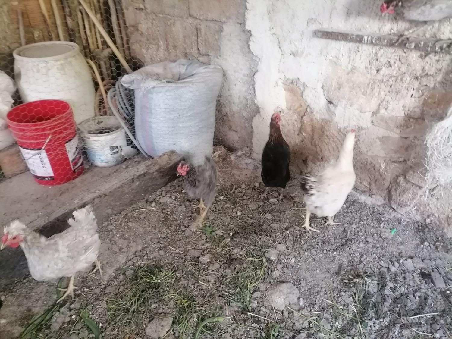 مرغ و خروس محلی گلین لری وکوهی|حیوانات مزرعه|نکا, |دیوار