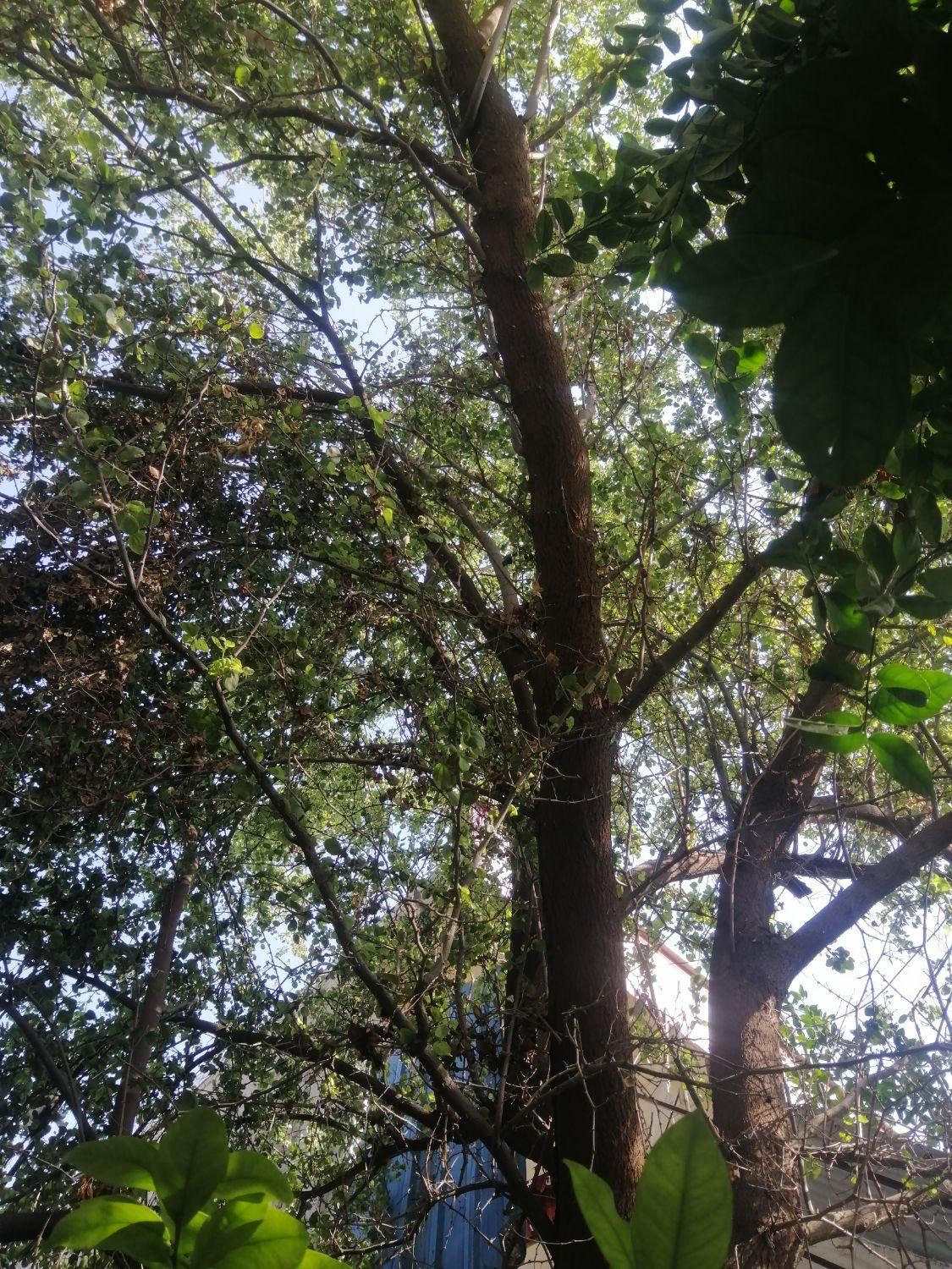 درخت بیدکویتی و اکالیپتوس و قطع نخل|خدمات باغبانی و درختکاری|برازجان, |دیوار