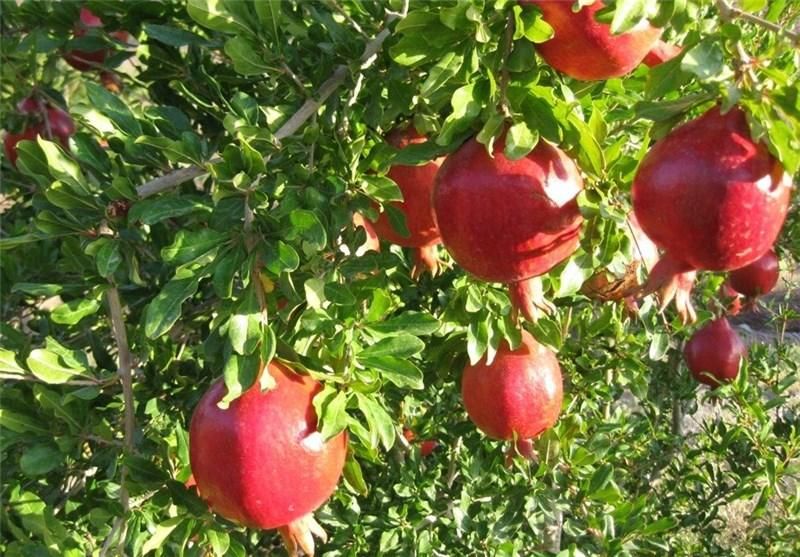 باغچه تفریحی از موتور اب پرآب و خنک با قیمت مناسب|فروش زمین و ملک کلنگی|قم, انصار‌الحسین|دیوار