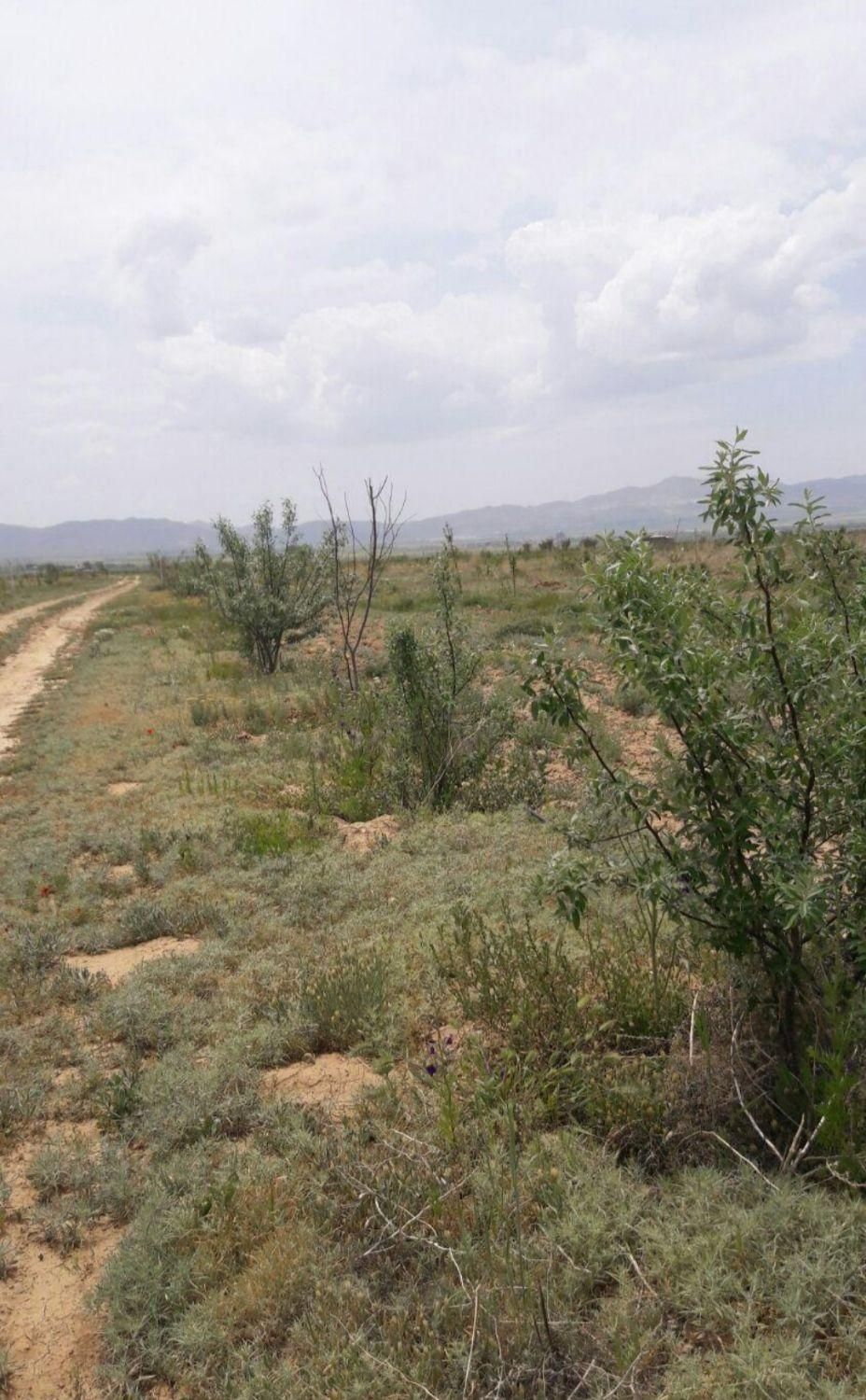 باغ شهر مینو دشت اشراق 1000 متر|فروش دفتر صنعتی، کشاورزی، تجاری|زنجان, |دیوار