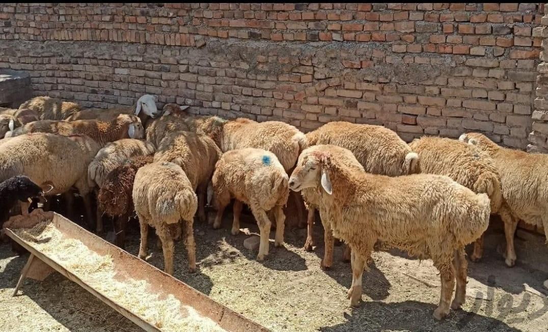 دام زنده گوسفنداورگانیگ جهت قربانی جنت آبادشمالی|حیوانات مزرعه|تهران, جنت‌آباد شمالی|دیوار