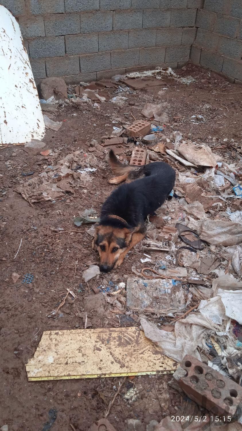 سگ ژرمن گم شده|حیوانات|زرند, |دیوار