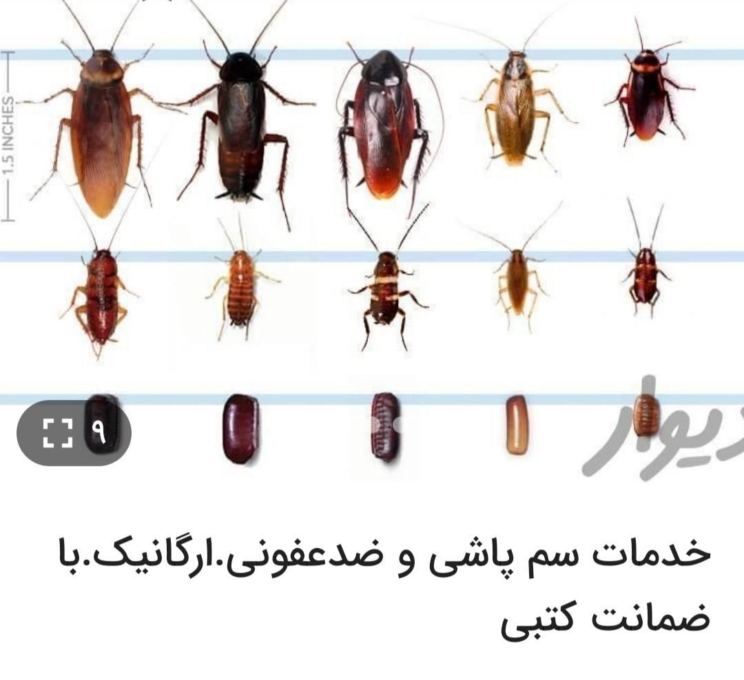 سم پاشی ارگانیک سمپاشی منازل تضمینی سوسک، ساس و..|خدمات نظافت|شیراز, شهرک گلستان|دیوار