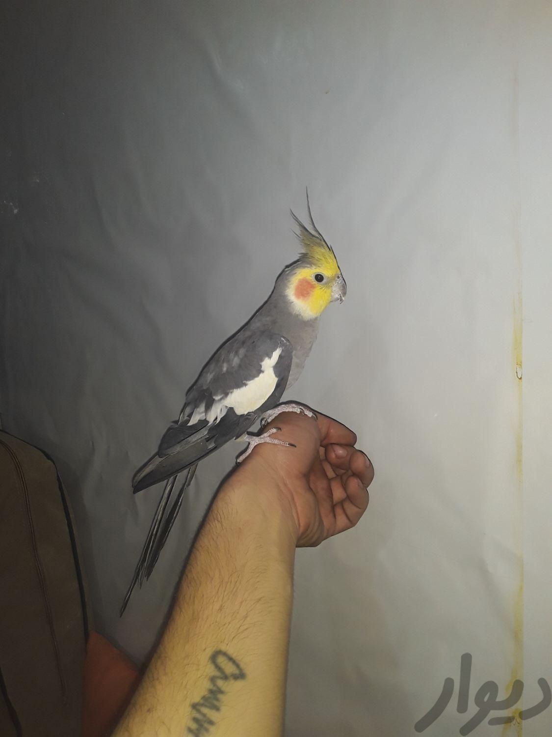 جفت مولد زیبا جوان بشرط رام و دستی|پرنده|باقرشهر, |دیوار