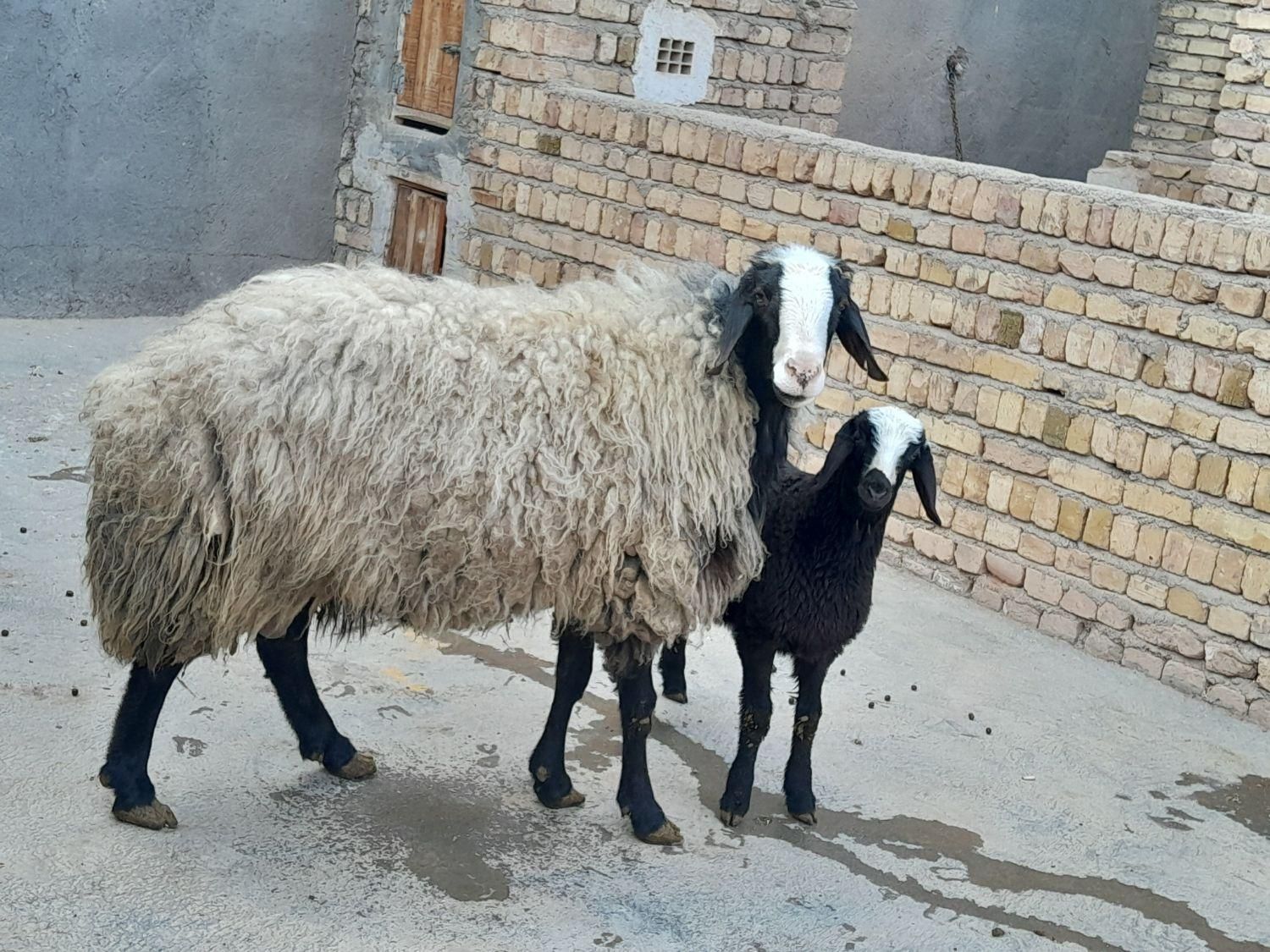 مجـموعه شال ژَن ارسال  گوسفند suoee بره های چندقل|حراج|فردوس (خراسان), |دیوار
