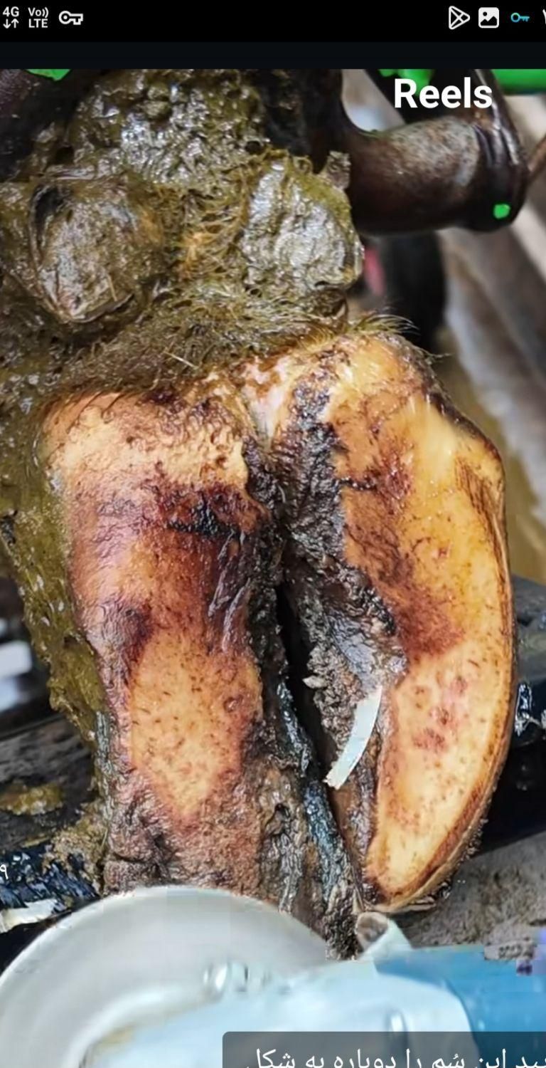 سم تراشی و شاخ بری گاو وگوساله|خدمات پیشه و مهارت|اردبیل, |دیوار