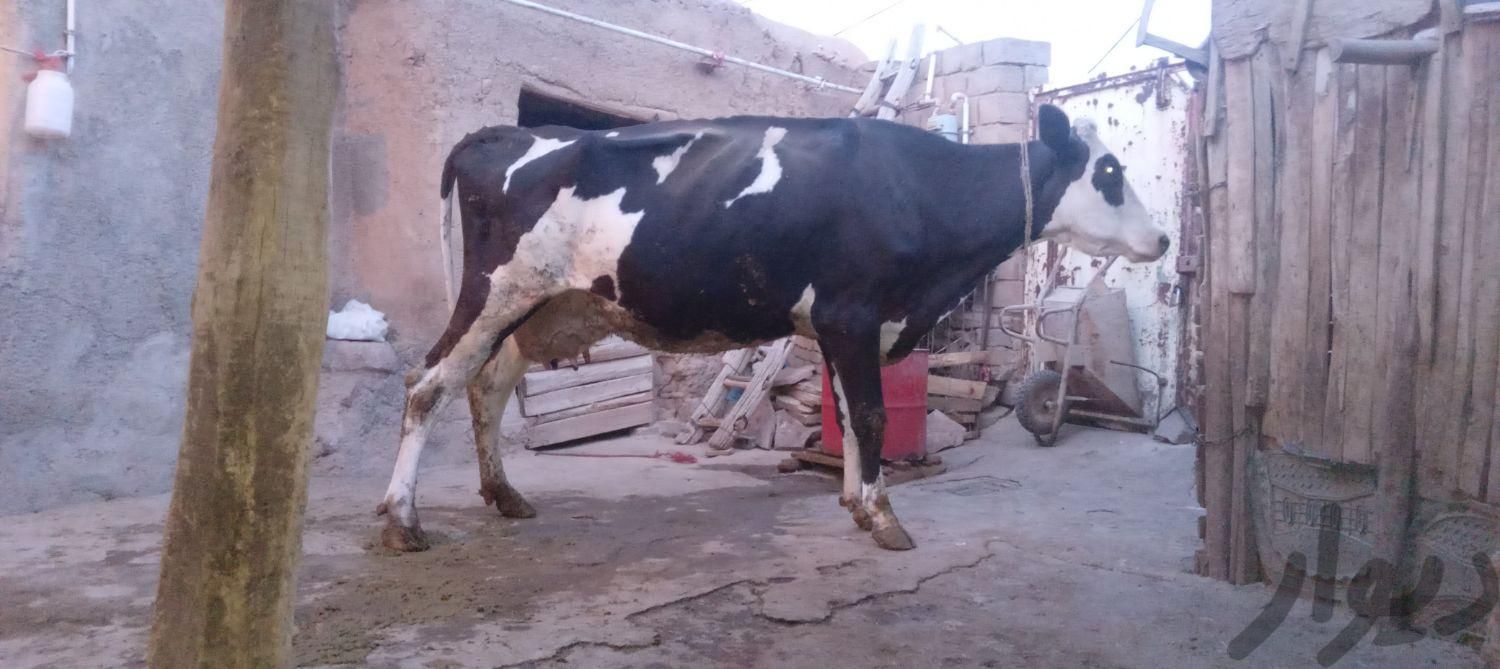 گاو شیری وسر حال بار کورد۴۵کلیوشیرگا|حیوانات مزرعه|ابهر, |دیوار