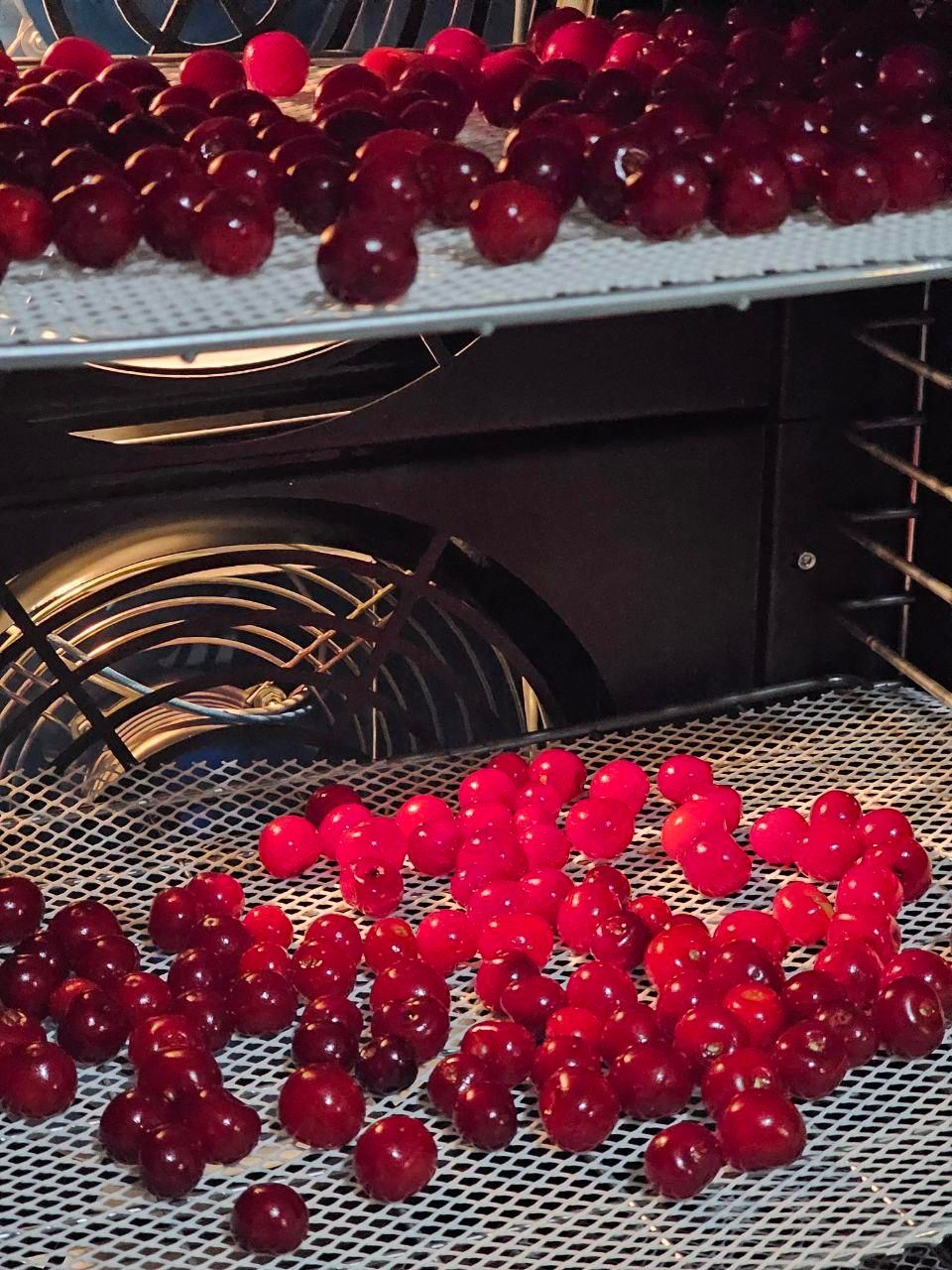 دستگاه خشک کن میوه خانگی و صنعتی|ماشین‌آلات صنعتی|تبریز, |دیوار