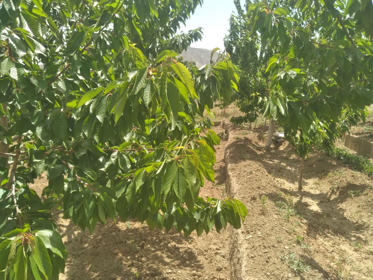 خرید و فروش باغ در روستای وردیج|فروش زمین و ملک کلنگی|تهران, شهرک شهید باقری|دیوار