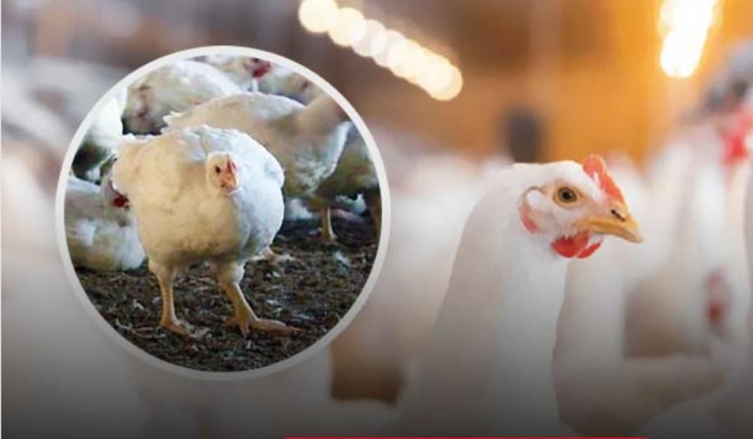 بلدرچین وبلک وکاکلی پامشکی جوجه گوشتی|حیوانات مزرعه|ایلام, |دیوار