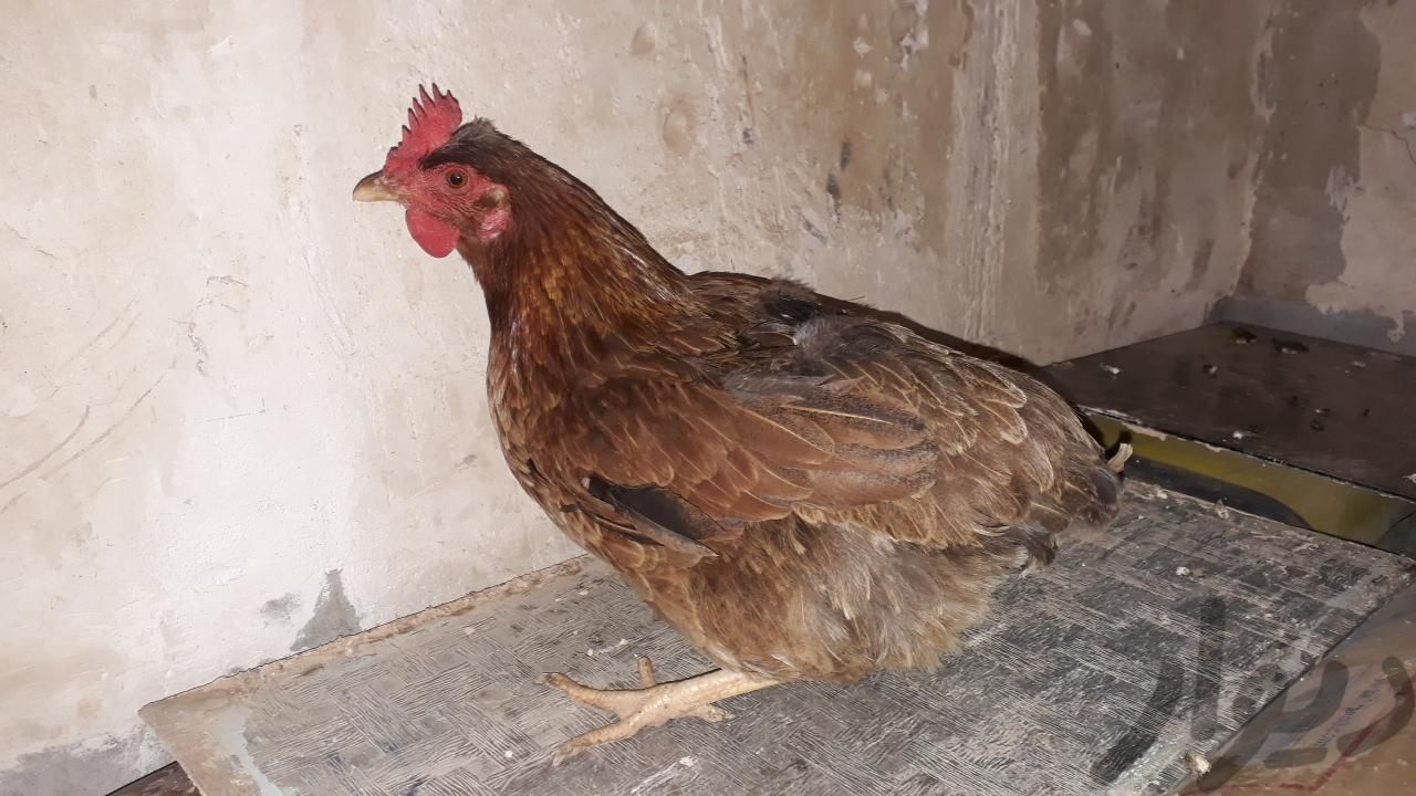 مرغ وخروس|حیوانات مزرعه|مسجد سلیمان, |دیوار