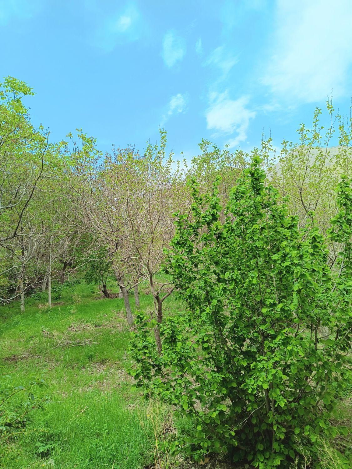 باغ روستای کهندان بهشت قم|فروش زمین و ملک کلنگی|قم, هفت تیر|دیوار