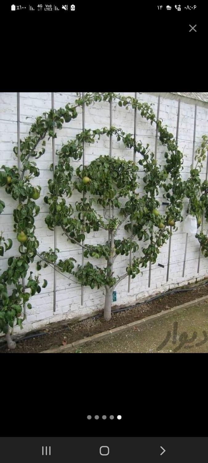 باغبانی هرس طراحی فضای سبزوکاشت انواع نهال وگل|خدمات باغبانی و درختکاری|اردبیل, |دیوار