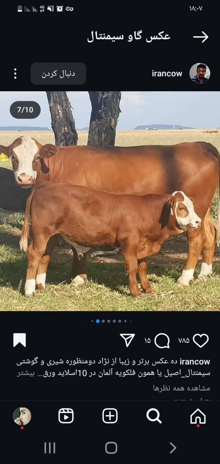 گوسفند  زنده (با قصاب درمحل گلستان  نسیم شهر)|حیوانات مزرعه|گلستان (تهران), |دیوار